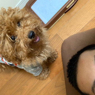 トイプードル  メス　里親募集　一時的に受付止めてます