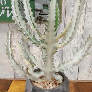 【観葉植物】ホワイトゴースト　受皿付の画像