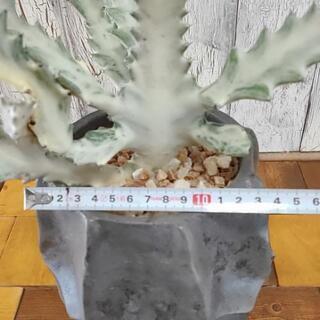 【観葉植物】ホワイトゴースト　受皿付の画像