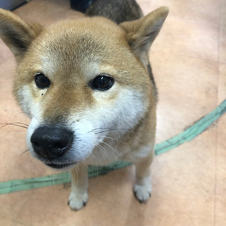 迷い犬を保護、飼い主さんを探したい