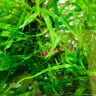 熱帯魚　色々