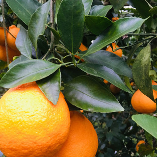 不知火（デコポン）