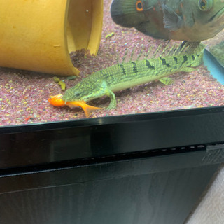 ブラックアロワナ ポリプテルスラプエン ポリプテルスデルヘッジ