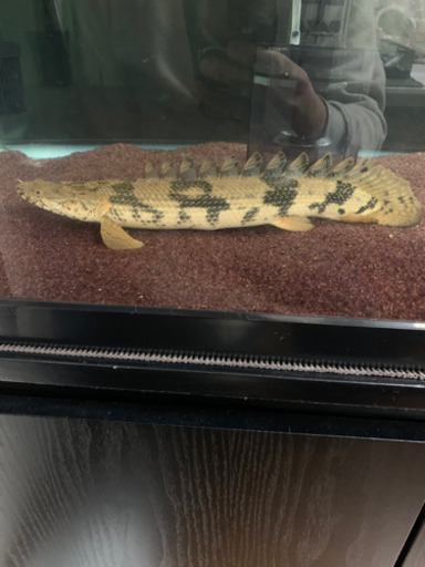 ブラックアロワナ　ポリプテルスラプエン　ポリプテルスデルヘッジ