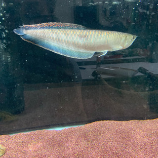 ブラックアロワナ ポリプテルスラプエン ポリプテルスデルヘッジ