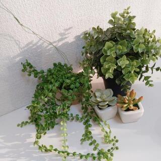 決まりました！！インテリア 緑 フェイクグリーン サボテン プリザーブドフラワー 造花の画像