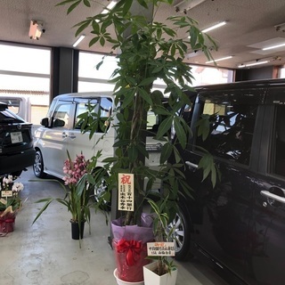 ‼️レンタカーの営業スタッフ募集‼️高収入です。の画像