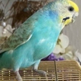 大阪府でセキセイインコを探してます。