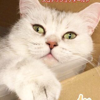 スコティシュフォールド立耳成猫里親募集中　●●本文をよくご覧下さ...