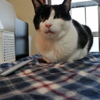 迷い猫 白黒ハチワレ 新金岡町