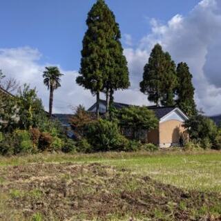 杉の大木無料です。