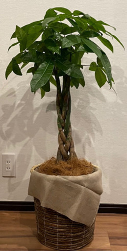 編み込みパキラ