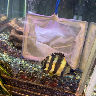 ニューギニアダトニオ　商談中