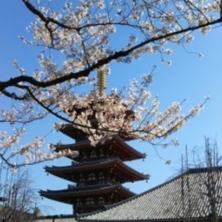 和服を装いすみだ川堤桜散策 - 友達