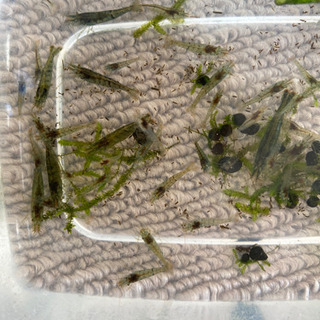 大切に育ててくれる方にミナミヌマエビ差し上げます