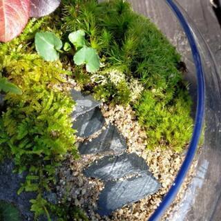 8900万年前の化石➆、苔テラリウムの画像