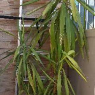 観葉植物