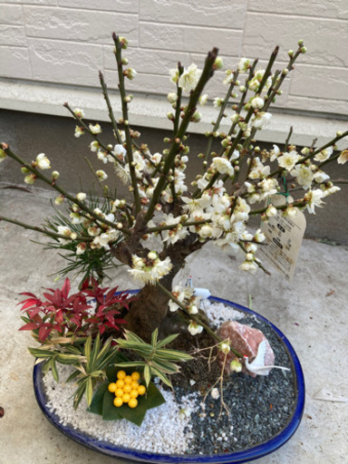 梅の盆栽　寄せ植え