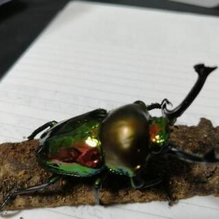 ニジイロクワガタ3　成虫ペア　最終値下げ