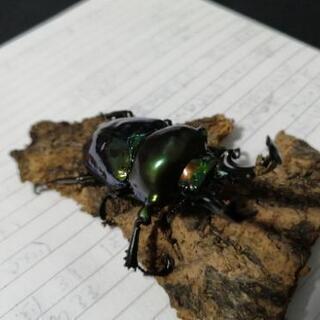 ニジイロクワガタ4　成虫ペア　最終値下げ