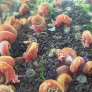 レッドラムズホーン(淡水巻貝)の画像