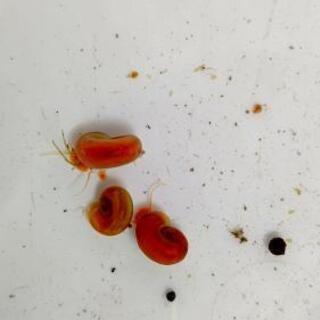 レッドラムズホーン(淡水巻貝)