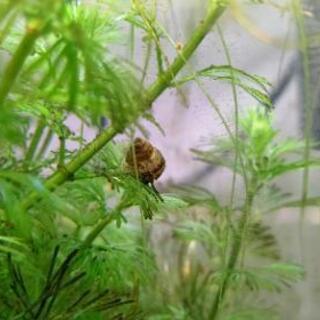 ヒメタニシ(淡水巻貝)の画像