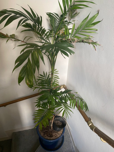 観葉植物　約175センチ