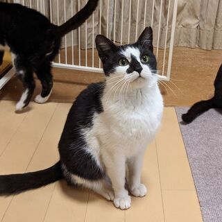 元気いっぱい、天真爛漫な女の子、初ちゃん