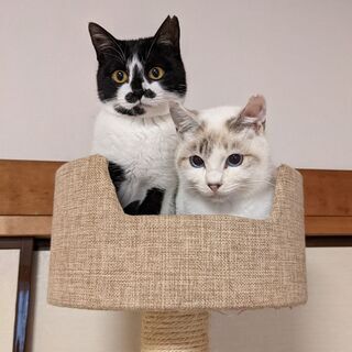 甘えん坊な男の子、太郎ちゃん
