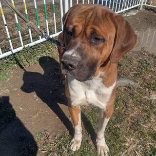 (里親様決定！　たくさんのご応募ありがとうございます)土佐犬の男の子　愛玩犬としての生活を望んでいます - 春日部市