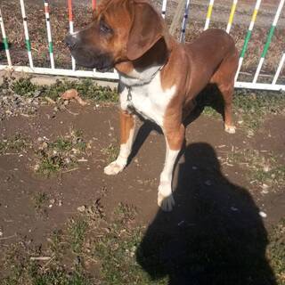 (里親様決定！　たくさんのご応募ありがとうございます)土佐犬の男の子　愛玩犬としての生活を望んでいます − 埼玉県