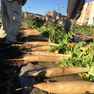 【東京都練馬区】農園農業ボランティアメンバー募集！ - メンバー募集