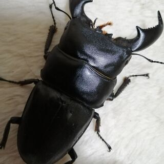 スマトラオオヒラタ　１ペア（成虫）最終値下げ