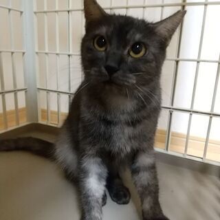 同郷の猫と二匹で里子に出ました♪スモーキー２才         