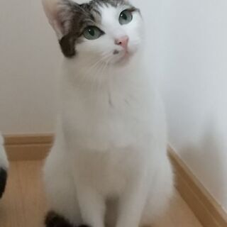 凛々しい白きじ男子
