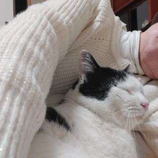 白黒   男の子 推定2歳  甘えん坊 − 滋賀県