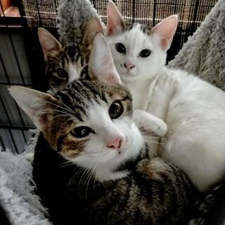 《募集停止中》2匹のオス猫(*ΦωΦ)
