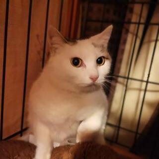 もう1匹猫を飼いたいなと思われている方向き、大人しい白ニャン1歳女の子