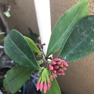 沈丁花(じんちょうげ)の鉢花　取引き中です。の画像