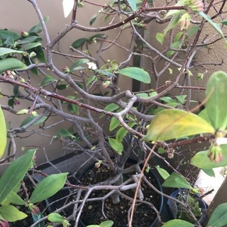 沈丁花(じんちょうげ)の鉢花　取引き中です。の画像
