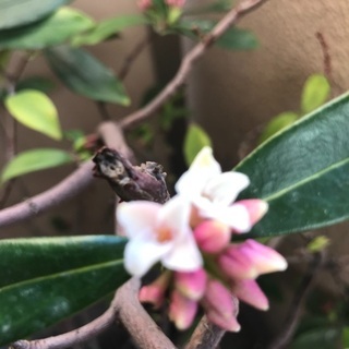 沈丁花(じんちょうげ)の鉢花　取引き中です。