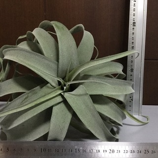 人気のインテリア●フェイクグリーン