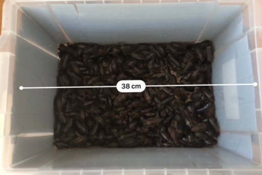 デュビア  コロニー丸々