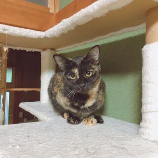 生後7ヶ月くらいのサビ・黒猫兄妹