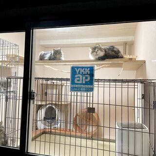 無料の猫カフェ？で猫の撮影会！