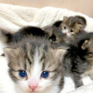 子猫に毛布やバスタオル、普通のタオルをください！