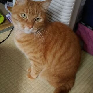 もうすぐ7歳のオス