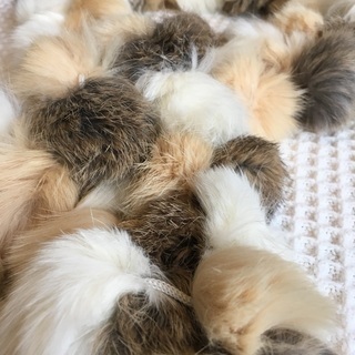 ラビットファーの画像