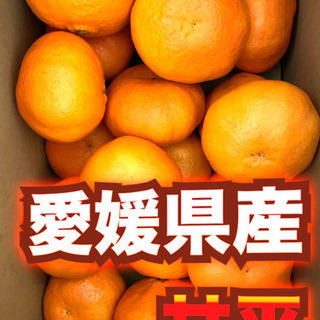 【急ぎ】愛媛県産　甘平　5キロ